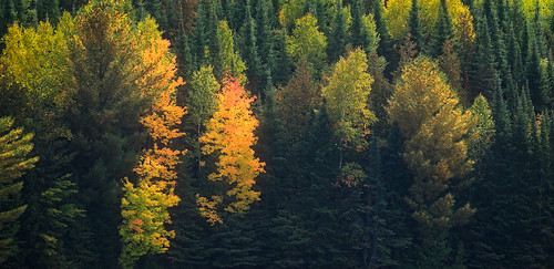 riverwood riverwoodoctober2016 autumn autumncolour easternontario greatermadawaska ontario canada ca