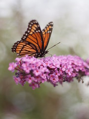 Monarch on Butterfly Bush Blooms