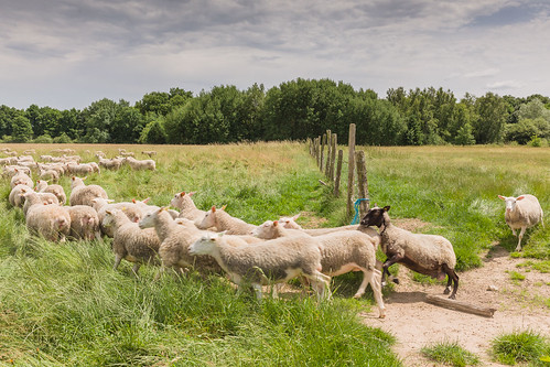france animal cochon ferme mouton truie chevre élevage 5dmarkii loiret45 nibelles