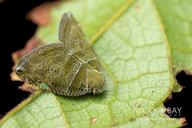 Moth-Like Planthopper (Ricaniidae) - DSC_9268