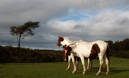 horses horse tree blackdownhills nikond3000