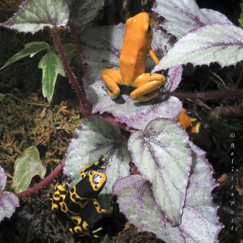 Two Poison Dart Frogs
