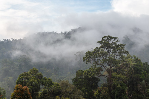 mountain fog clouds forest canon highlands rainforest cloudy foggy tram hills adobe malaysia cablecar kualalumpur selangor lightroom 6d gentinghighlands batangkali canon6d lightroom5