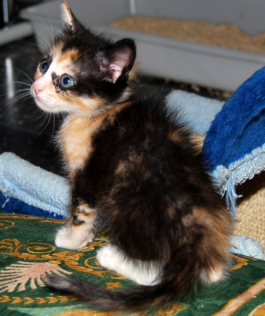 Kitty, exótica gatita tricolor de pelo semilargo, nacida en Abril´14, en adopción. Valencia. ADOPTADA. 14077640529_47d5d3720c_z
