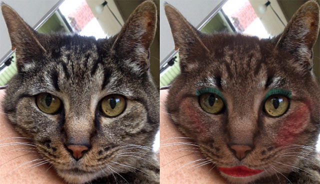 GlamST cat before-and-after makeover