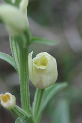 White Helleborine - Cephalanthera damasonium - Photo of Beaumont