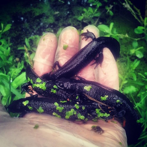 A fist full of cresties...  #GCN #GreatCrestedNewt #Newt #ecology