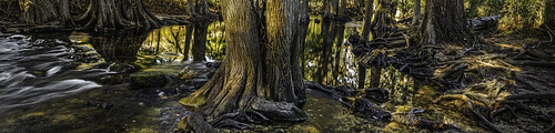 cibolocreek boerne water roots colorful dawn sunrise panorama olympus 180degrees