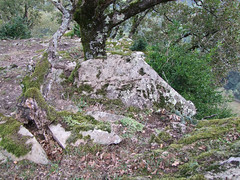 Marsal. Site de St Martin II.Rocher à cupule traversante. - Photo of Saint-Cirgue