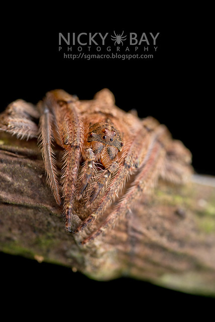 Wrap-Around Spider (Talthybia sp.) - DSC_0160