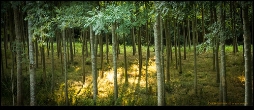 trees france evening eurotrip poitoucharentes 2013 nanteuilenvallée