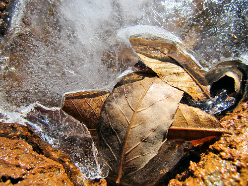 ice leaf tennessee norris lakenorris