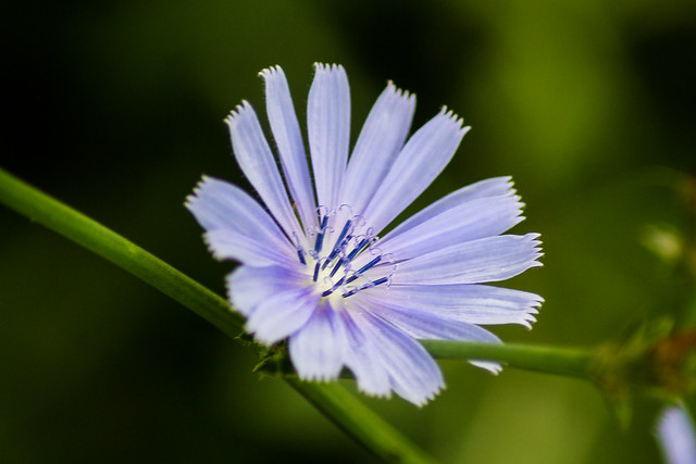 Kentucky Wildflowers | Flickr - Photo Sharing!