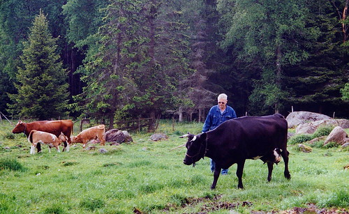 cow sweden småland ko bonde bondgård tolg smallscalefarming kråkerås källreda svenernstsson