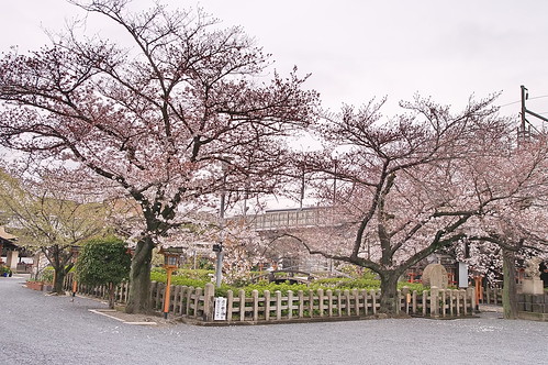 【写真】2013 桜 : 六孫王神社/2020-04-21/IMGP8933