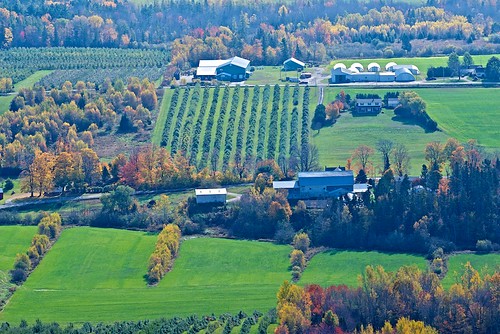 autumn canada green fall apple landscape leaf october scenery novascotia view stripe orchard row foliage crop lookoff northmountain