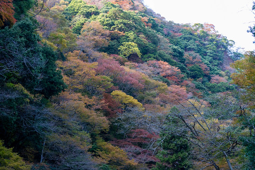 park autumn japan zeiss forest landscape waterfall nikon cosina 日本 紅葉 f28 vr okayama 公園 25mm 滝 distagon 岡山県 carlzeiss d600 真庭市 神庭の滝 carlzeissdistagon2825zf