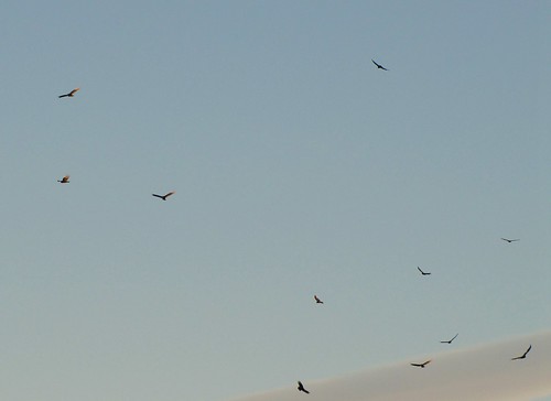 sky birds florida dusk wildlife perry raptors hawks