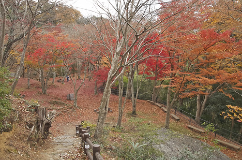【写真】2013 紅葉 : 笠置山もみじ公園/2021-10-24/IMGP3622