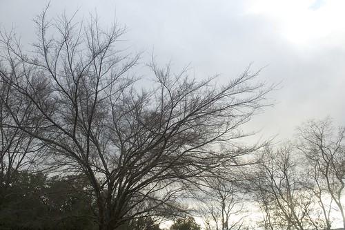 Winter Tree & Sky