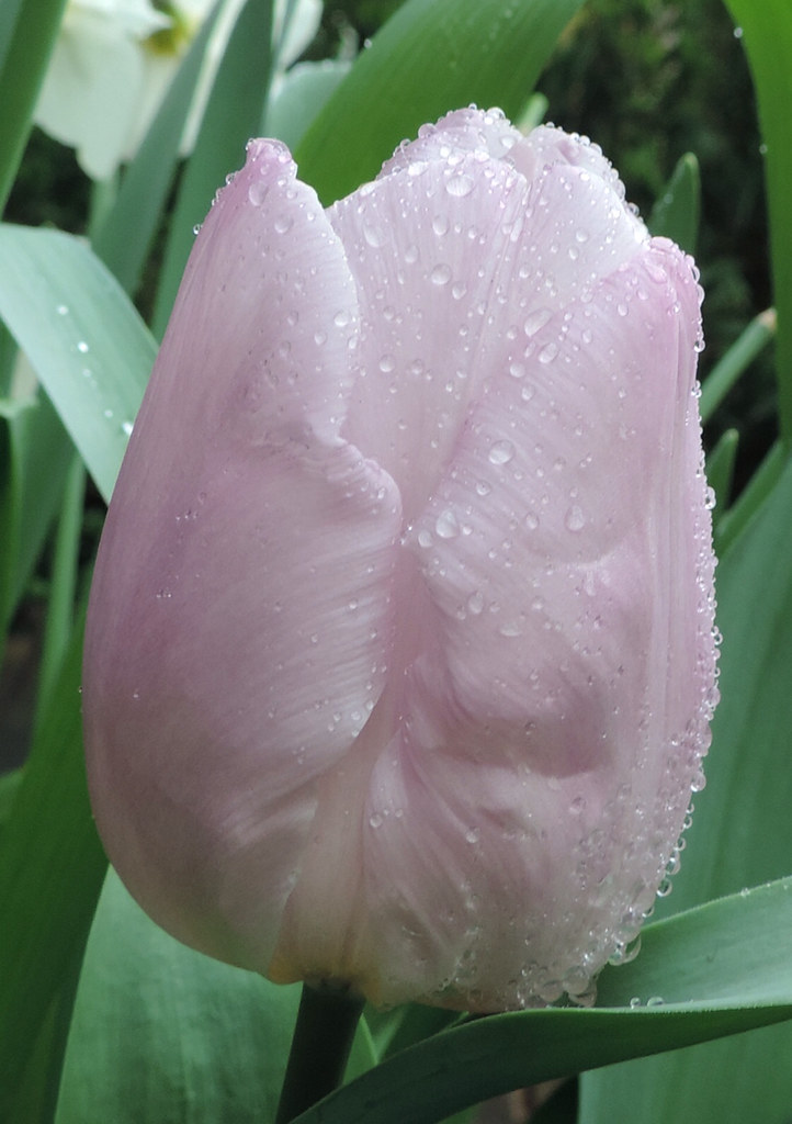 Tulip and rain