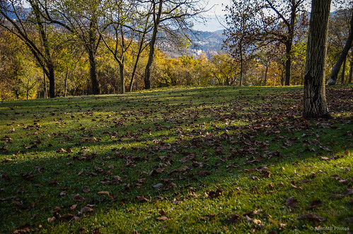 autumn trees españa grass leaves hojas árboles otoño cataluña hierba osona montesquiu sal18250