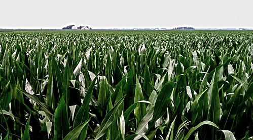 field rural illinois corn farm horizon agriculture iphone centralillinois livingstoncounty