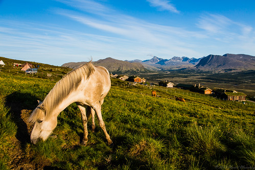 horses animals norway norge westerneurope hester dyr icelandichorse folldal islandshest vesteuropa høyfjellsrittet2013