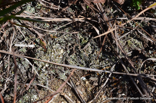 Lichen Soil Crust, Hempstead Plains