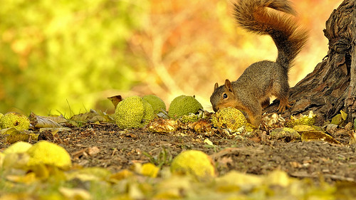 autumn color fall squirrel dof bokeh wildlife depthoffield hedge hedgeapple osage osageorange hedgeball cranespond