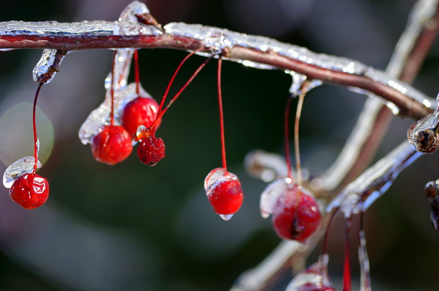Frozen Berries 2