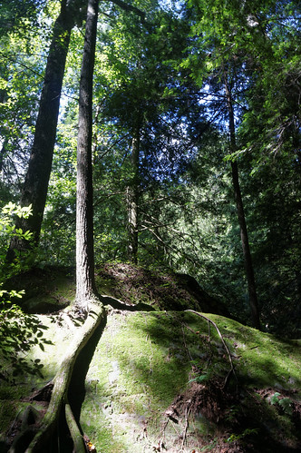 green forest landscape moss alabama landmark dismalscanyon