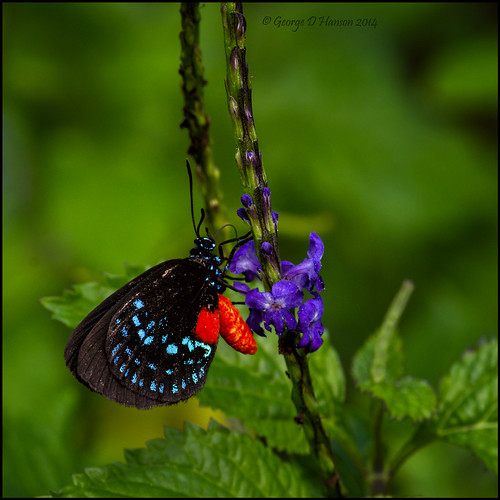 butterfly florida westpalmbeach okeeheeleepark pentax300mm atalahairstreak pentaxk5 eumaeusatalaflorida