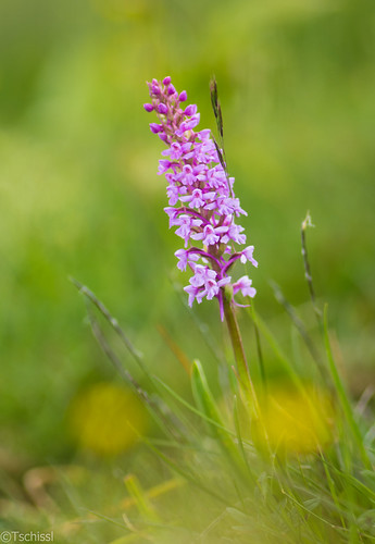flowers austria österreich orchids pflanzen blumen location steiermark orchideen teichalm sankterhard