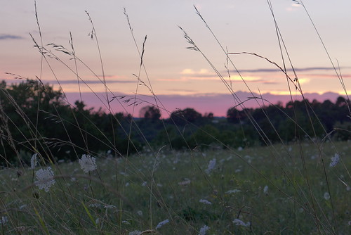 flowers sunset field countryside dordogne vista grasses gite gîte plazac labourelie