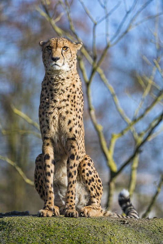 Cheetah posing on the rock