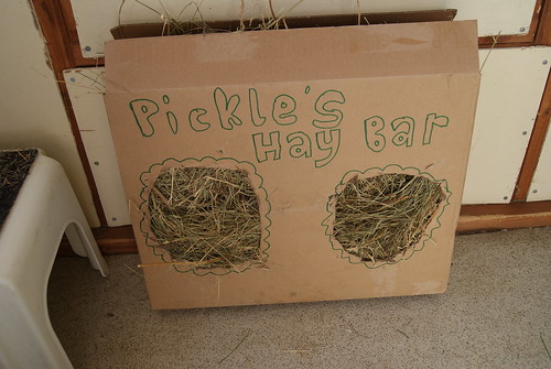 Pickle & his 'hay bar'! 14210865651_71789dd399