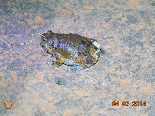 आखूडतोंड्या (नॅरो माउथ) रामानेल्ला Narrow mouth frog (Ramanella mormorata).