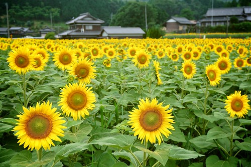 flowers houses japan landscape sony sunflowers 日本 花 kagawa 家 風景 向日葵 ヒマワリ 香川 manno apsc a6000 まんのう ©jakejung sel1670z e1670mmf4zaoss α6000 ilce6000