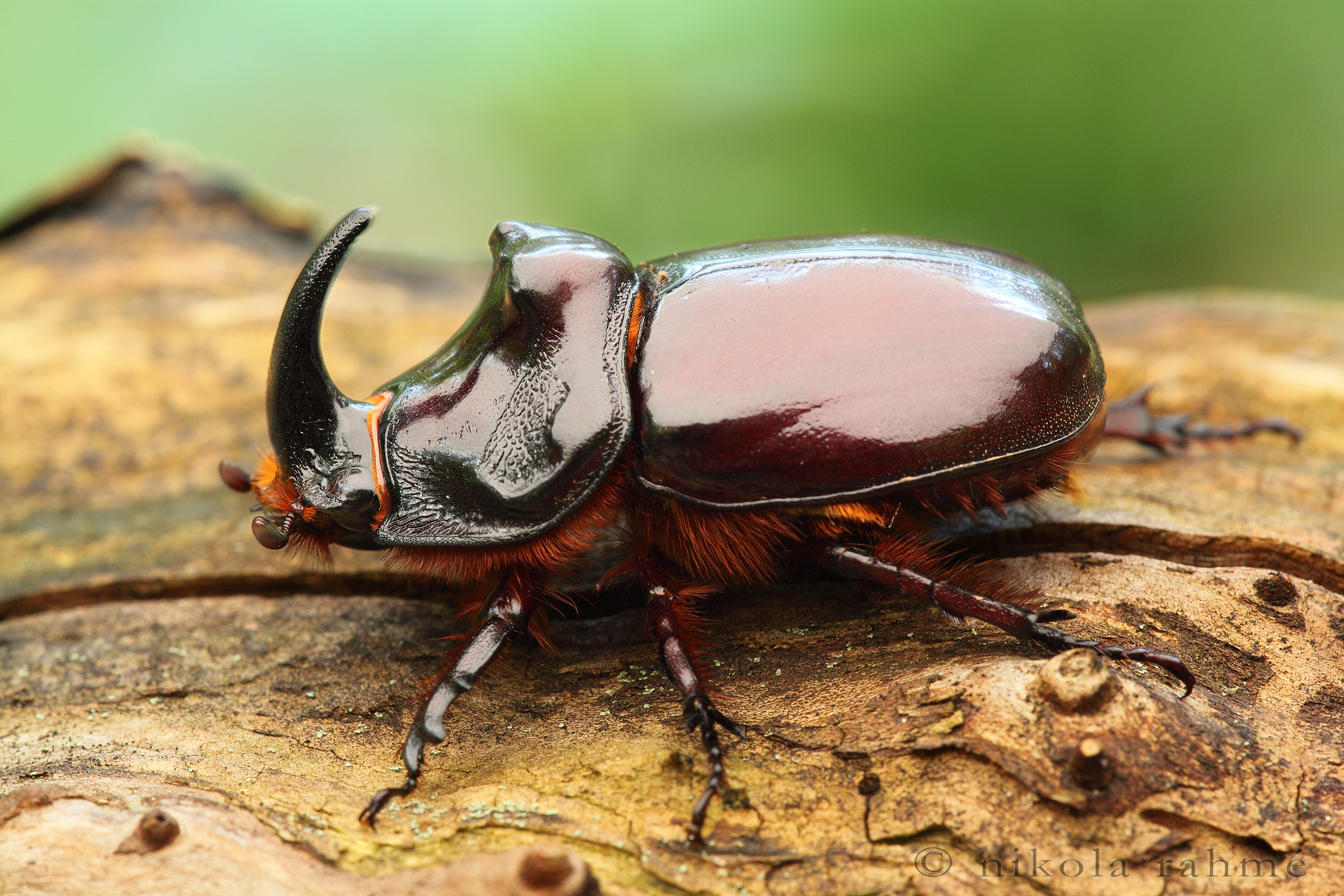 European rhinoceros beetle set Flickr Photo Sharing 