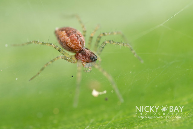 Nursery Web Spider (Pisauridae) - DSC_2040
