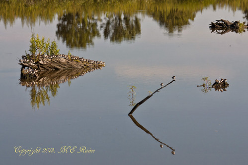 plants nature birds animals creek reflections wildlife meadowlands sandpiper bird” marsh” “mill nj” “shore sandpiper” “semipalmated “secaucus