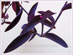 Purple leaves of Tradescantia pallida 'Purpurea' or 'Purple Heart' (Purple Queen/Secretia, Wandering Jew) - Nov 13 2013