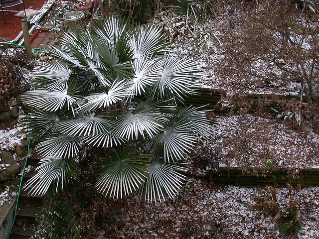 Palm in snow