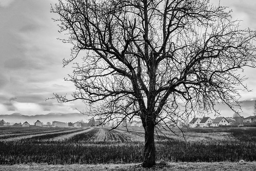 winter blackandwhite bw tree landscape austria carinthia lonely klagenfurt