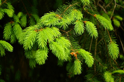 green nature spring nikon ukraine creativecommons spruce firtree d3200