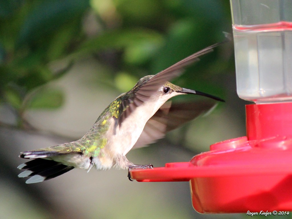 Ruby-throated Hummingbird_8061_Crop