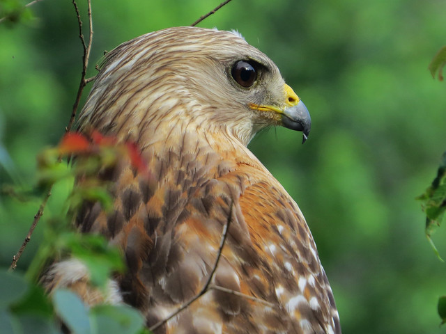 Red-shouldered Hawk (Buteo lineatus)