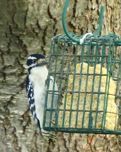 downywoodpecker picoidespubescens frontalview