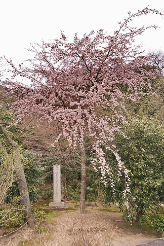【写真】2013 桜 : 法金剛院/2021-05-24/IMGP8696